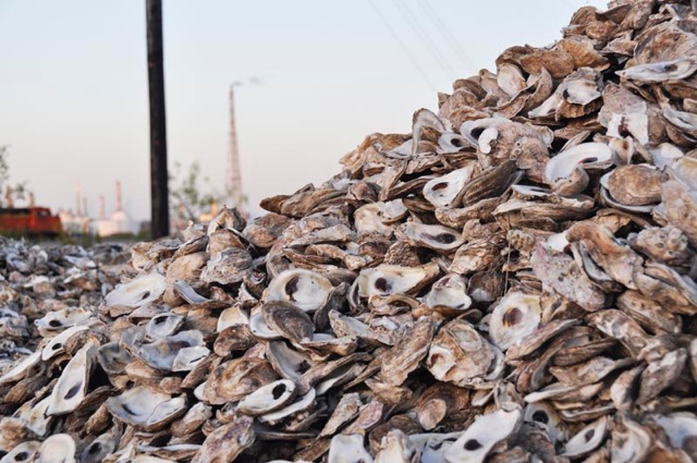Oyster Pile